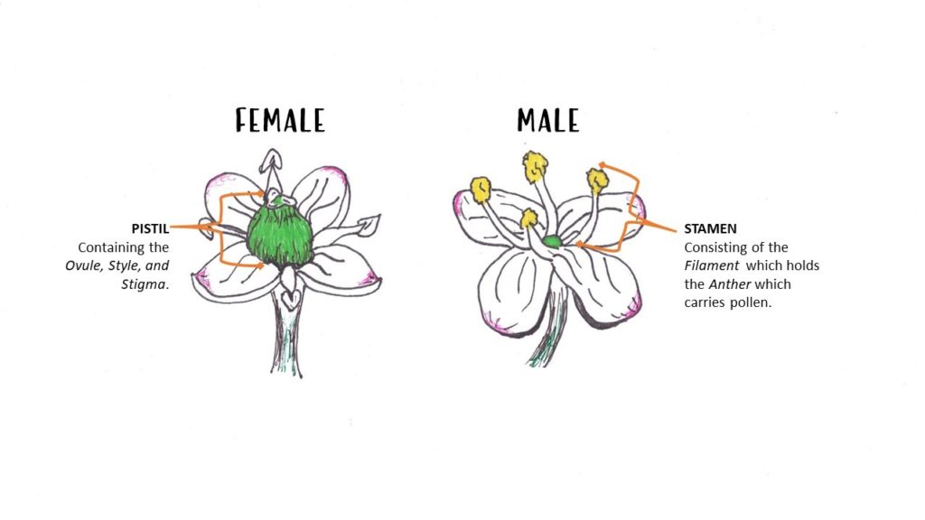 True Love and Holly Berries Sampson Nursery, Inc
